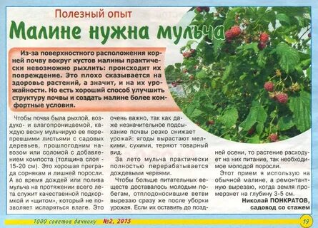 Малина какая почва