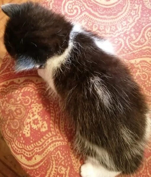 Сколько лет котятся кошки. Сколько лет котятся кошки