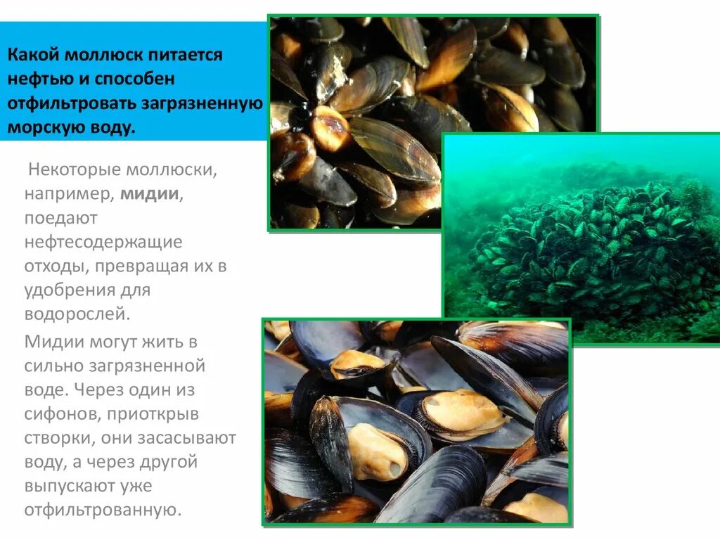 Мидии. Мидия моллюск. Мидии описание. Что полезного в мидиях. К какой группе организмов относится устрица