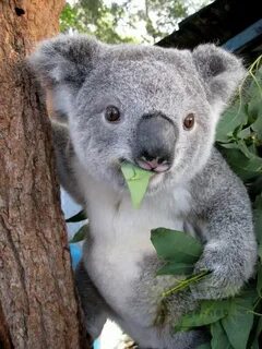 Маленькая коала