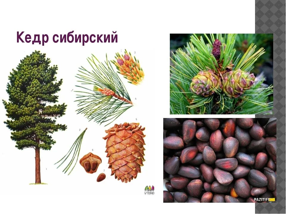 Кедр 7 класс. Сибирский сосна сосна кедровая. сосна сибирская кедр сибирский. сосна сибирская, или сибирский кедр. сибирский кедр плоды.