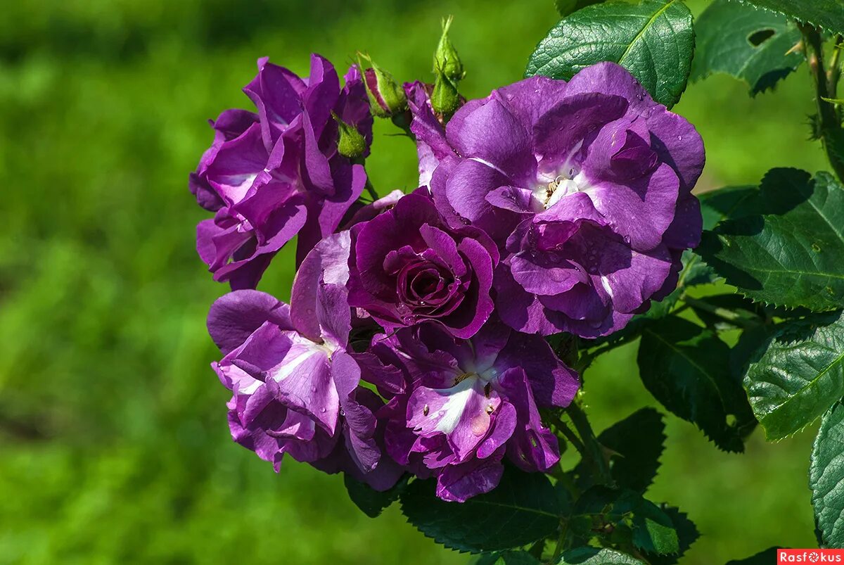 Сорт рапсодия. Клематис крупноцветковый рапсоди (с2). Сорт рапсодия. Клематис rhapsody. Сорт рапсодия.