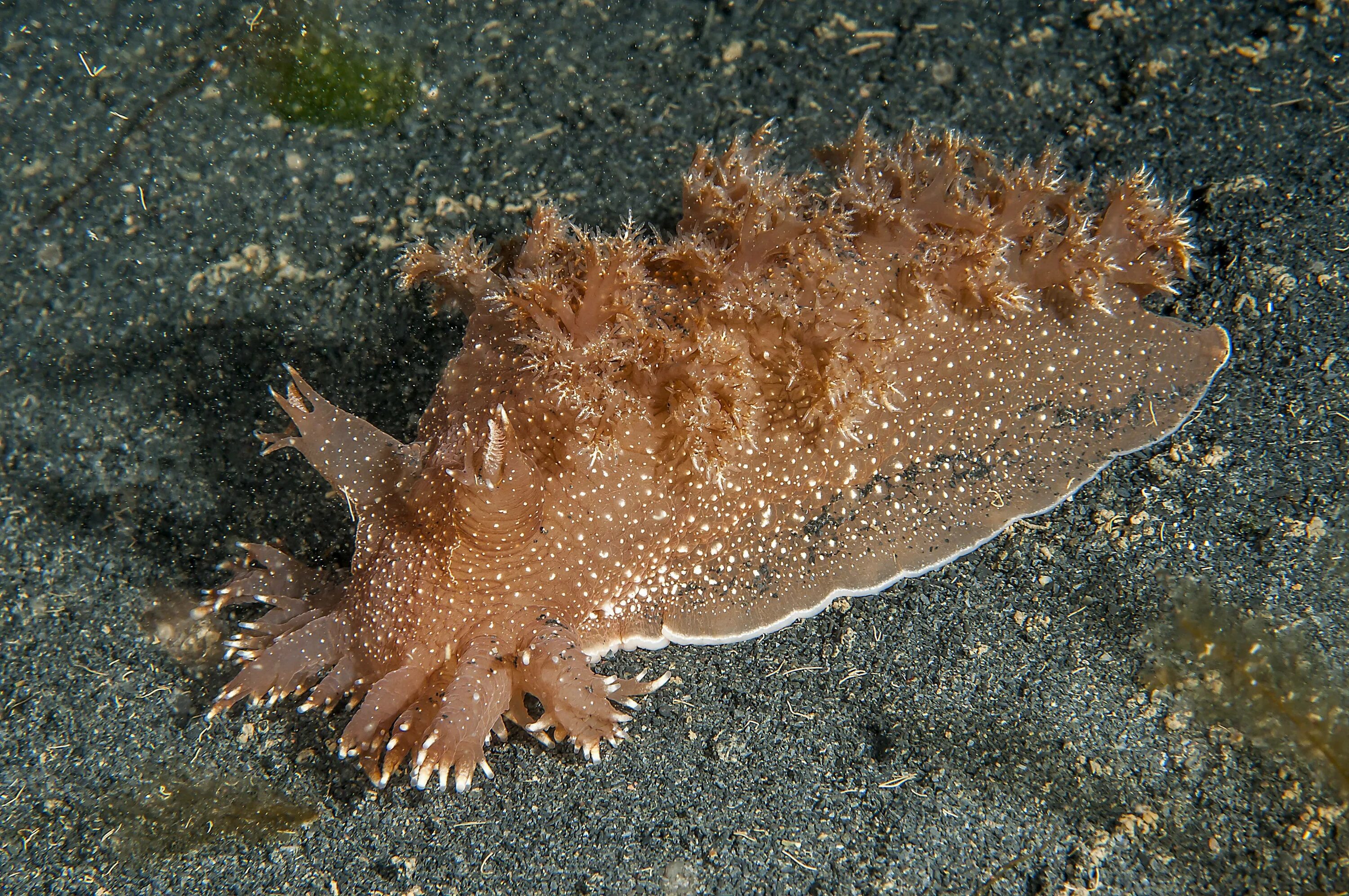 Заднежаберные моллюски. Моллюски Dendronotus. Dendronotus arborescens. Заднежаберные моллюски представители.