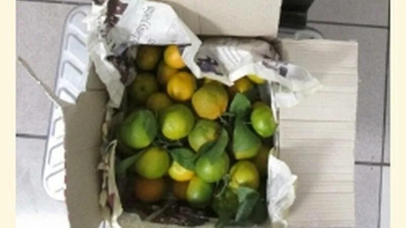 Можно провозить фрукты в самолете. Запрещенный фрукт в самолете. фрукт запрещенный к перевозке.. фрукт запрещенный к перевозке в самолете. подкарантинной продукция в самолете.