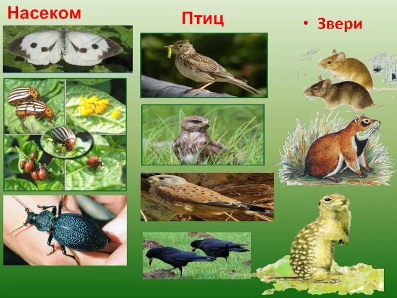 Животные поля 2 класс окружающий мир. Животные лугов. Обитатели Луга животные. Животные птицы насекомые. Животные и насекомые Луга.