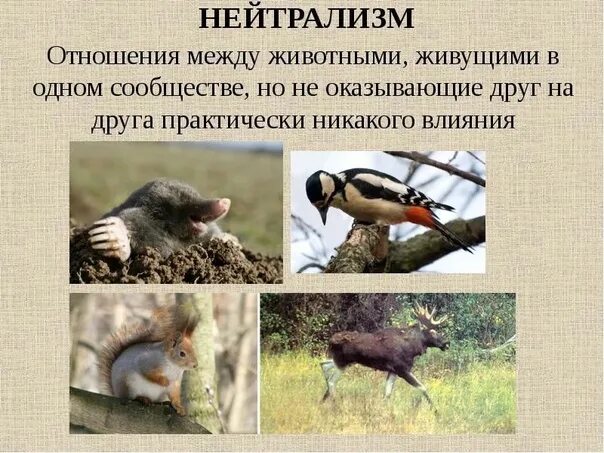 Примером нейтрализма являются отношения между ВЗАИМОДЕЙСТВИЕ ПОПУЛЯЦИЙ РАЗНЫХ ВИДОВ