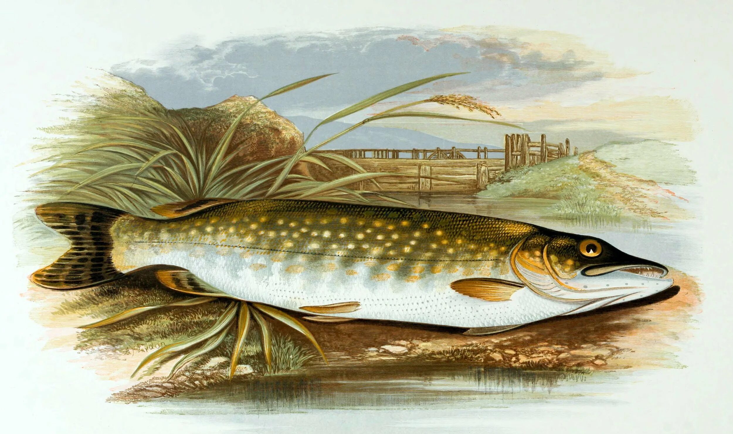 Щука Esox Lucius. Обыкновенная щука (Esox Lucius). Northern Pike рыба. Картина щука Пайк.