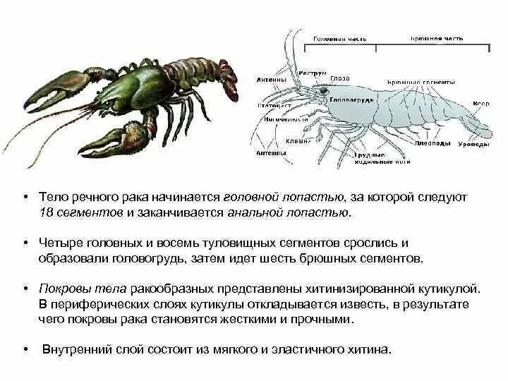 Количество хромосом речного рака. Покровы тела ракообразных 7 класс. Покровы ракообразных 7 класс. Ракообразные строение покровов. Хитиновый Покров класс ракообразные.