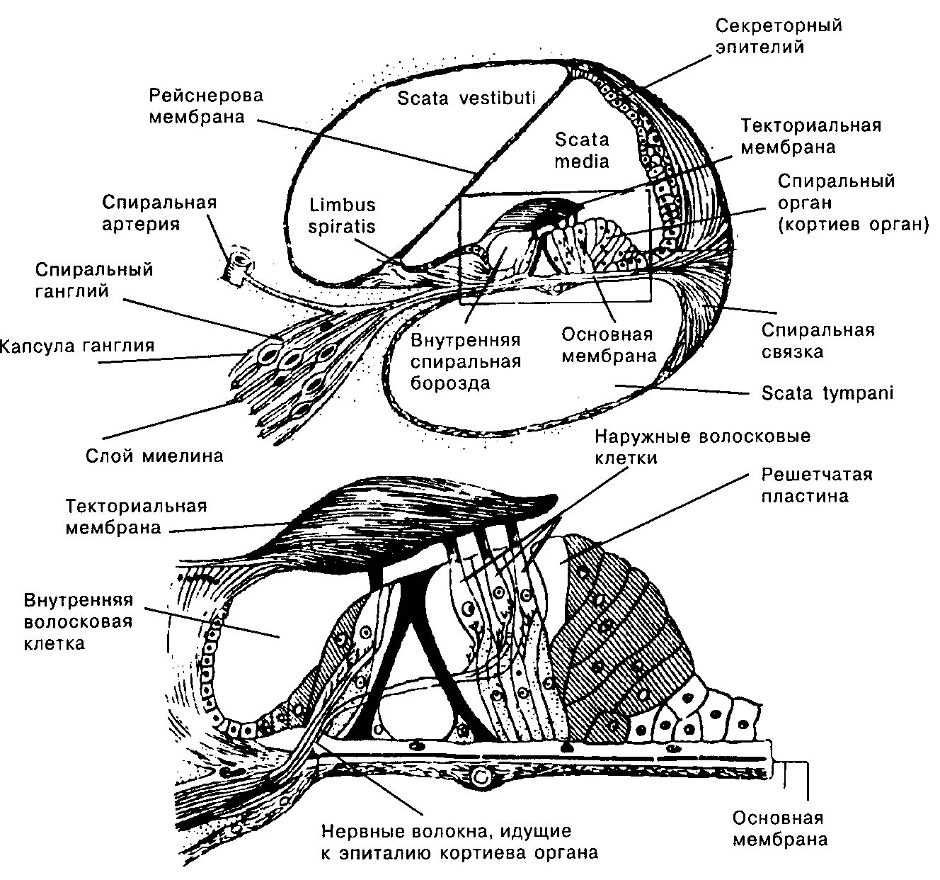 Строение улитки Кортиев орган. Улитка уха Кортиев орган. Кортиев орган в улитке. Строение уха Кортиев орган.