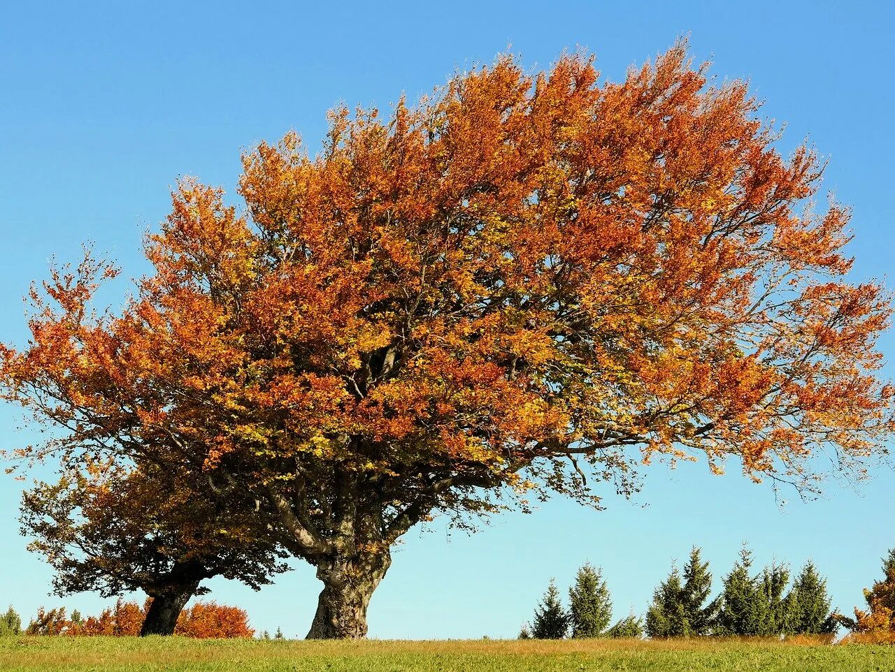 Бук Европейский Beech. Бук Северной Америки. Бук городчатый. Бук Fagus. Деревья растущие на ветру