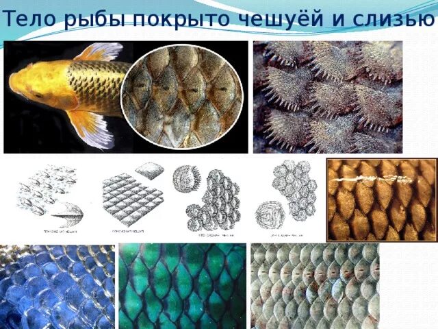 Какое значение имеет расположение чешуи