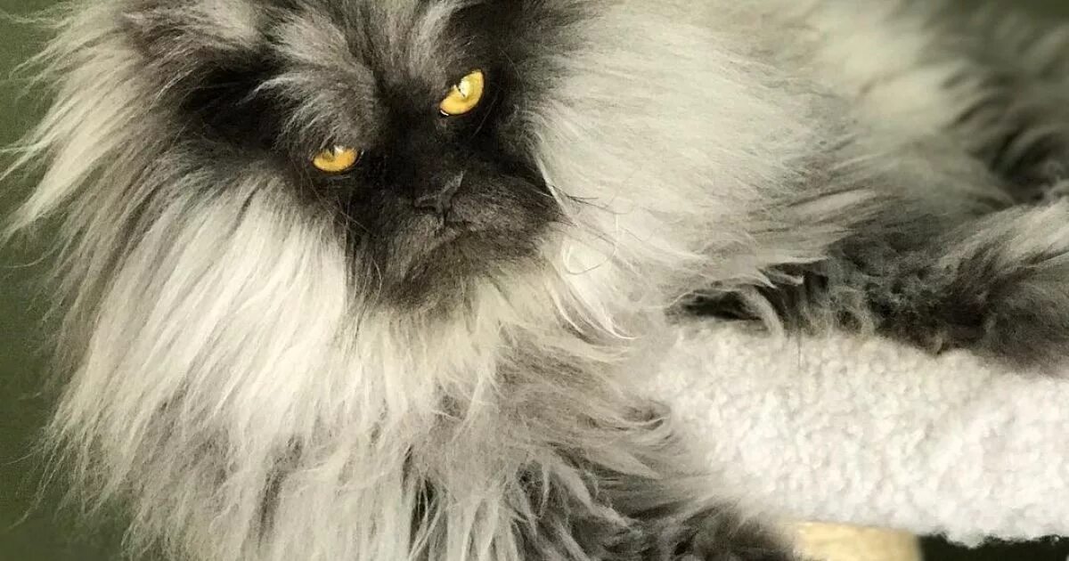 Персидская длинношерстная кошка Джуно. Хмурый кот Джуно порода. Порода Джуно кошка. Кот Атчум порода. Лохматой шерсти
