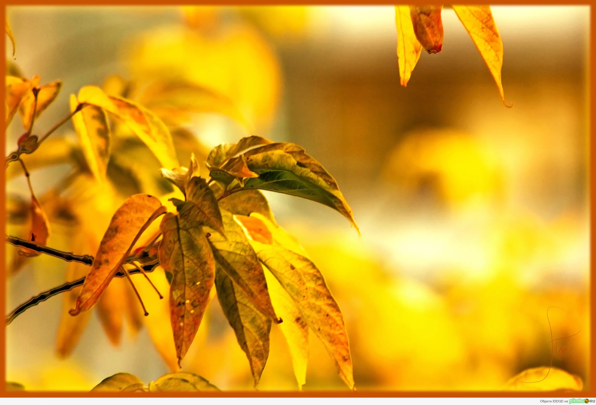 осень. листва солнце. осень солнце. листья осенью. листья пригретые солнцем.