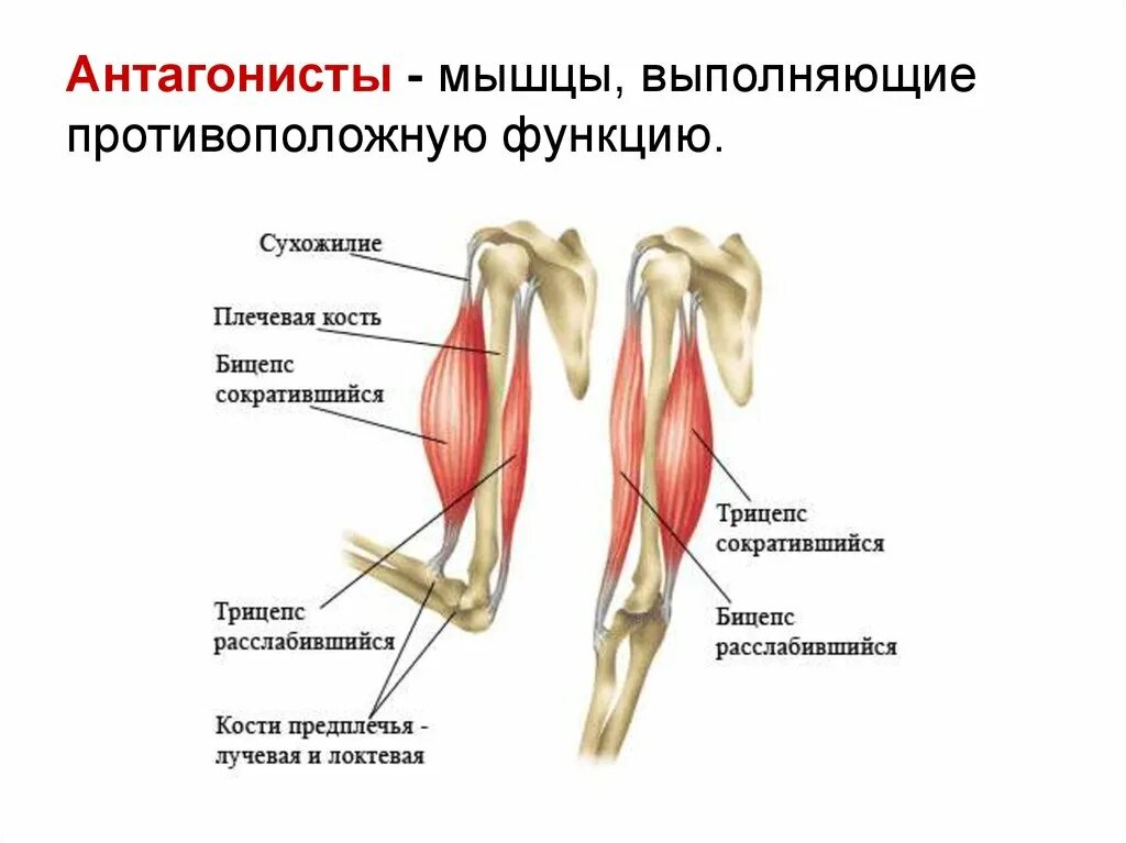 Мышцы приводящие в движение. Двуглавая и трехглавая мышца плеча. Бицепс и трицепс это мышцы антагонисты. Бицепс плеча анатомия. Синергист квадрицепса.