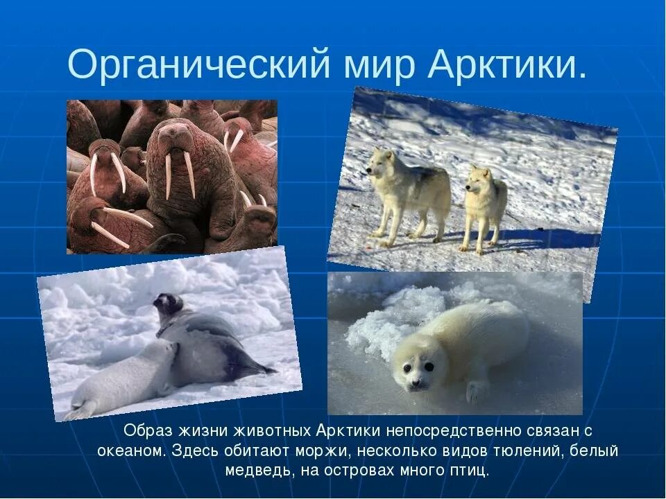 Животные ледяной зоны. Обитатели арктической пустыни. Арктические и антарктические пустыни. Тюлень в арктической пустыне информация. Рассказ о белом медведе.