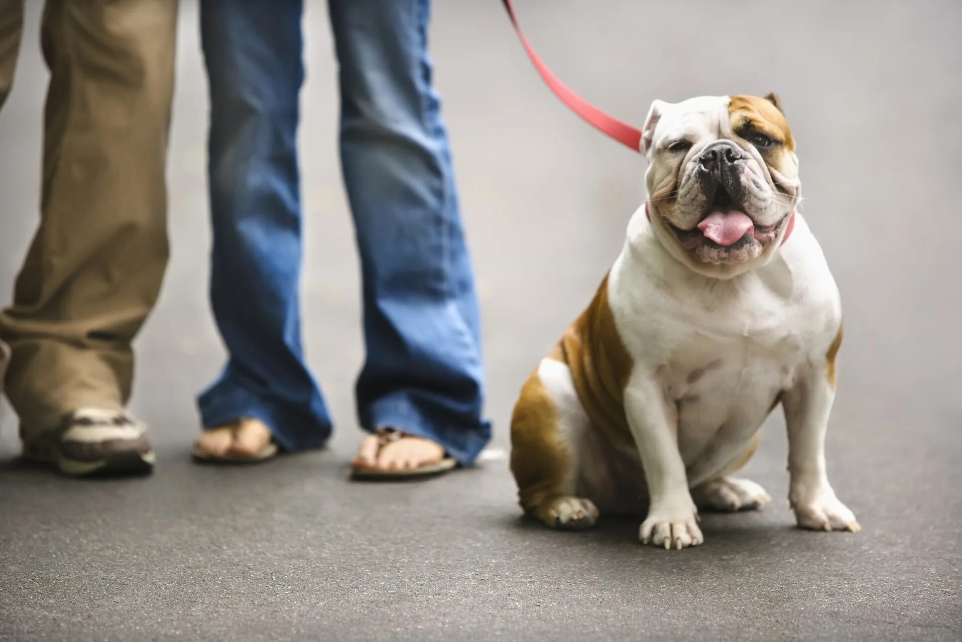 Pet age. Бульдог на поводке. Английский бульдог на поводке. Собака на поводке бульдог. Английский бульдог Продолжительность жизни.