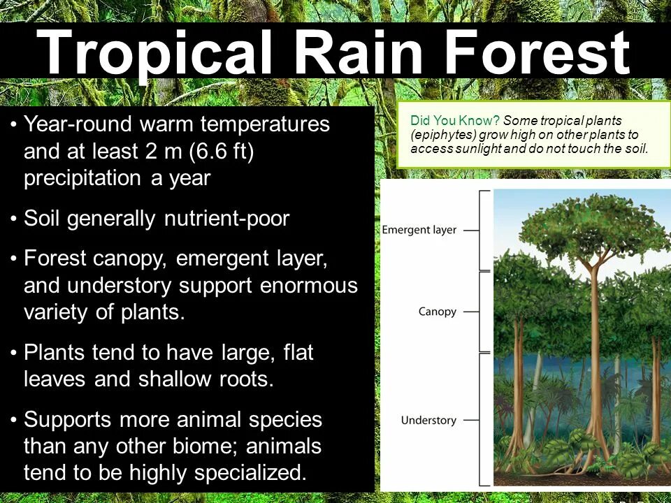 Тема Rainforest. Save the Rainforests. Tropical Rainforest кластер. Save the Rainforests плакат.