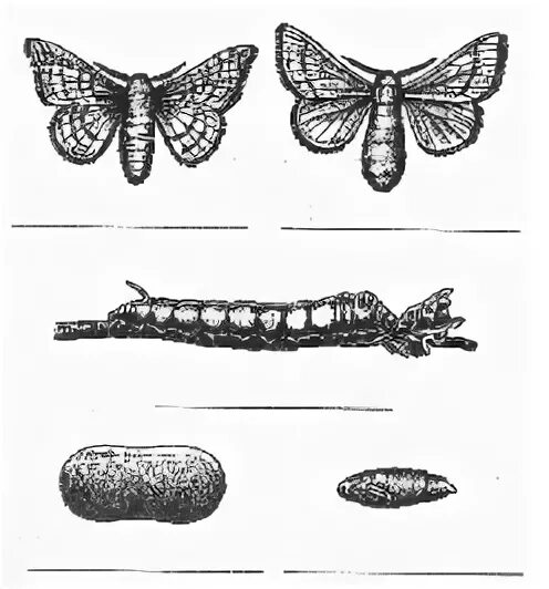 Какое развитие у шелкопряда. Постэмбриональное развитие тутового шелкопряда стадии. Цикл развития тутового шелкопряда. Стадии развития тутового шелкопряда. 4 Стадии развития тутового шелкопряда.