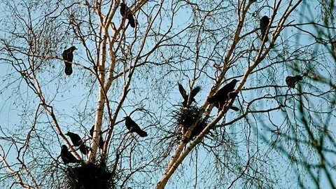 Грачи поправляют старые гнезда