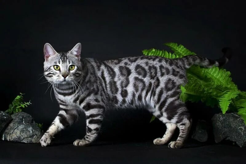 Серые коты с пятнами. Бенгал мраморный табби. Бенгальская кошка мраморная. Бенгальский кот табби. Кот бенгал мраморный.