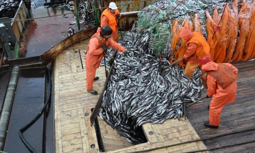 Рыбная промышленность Камчатка. Камчатский край рыболовство завод. Промысел рыбы. Добыча рыбы. Сухопутный и водный промысел