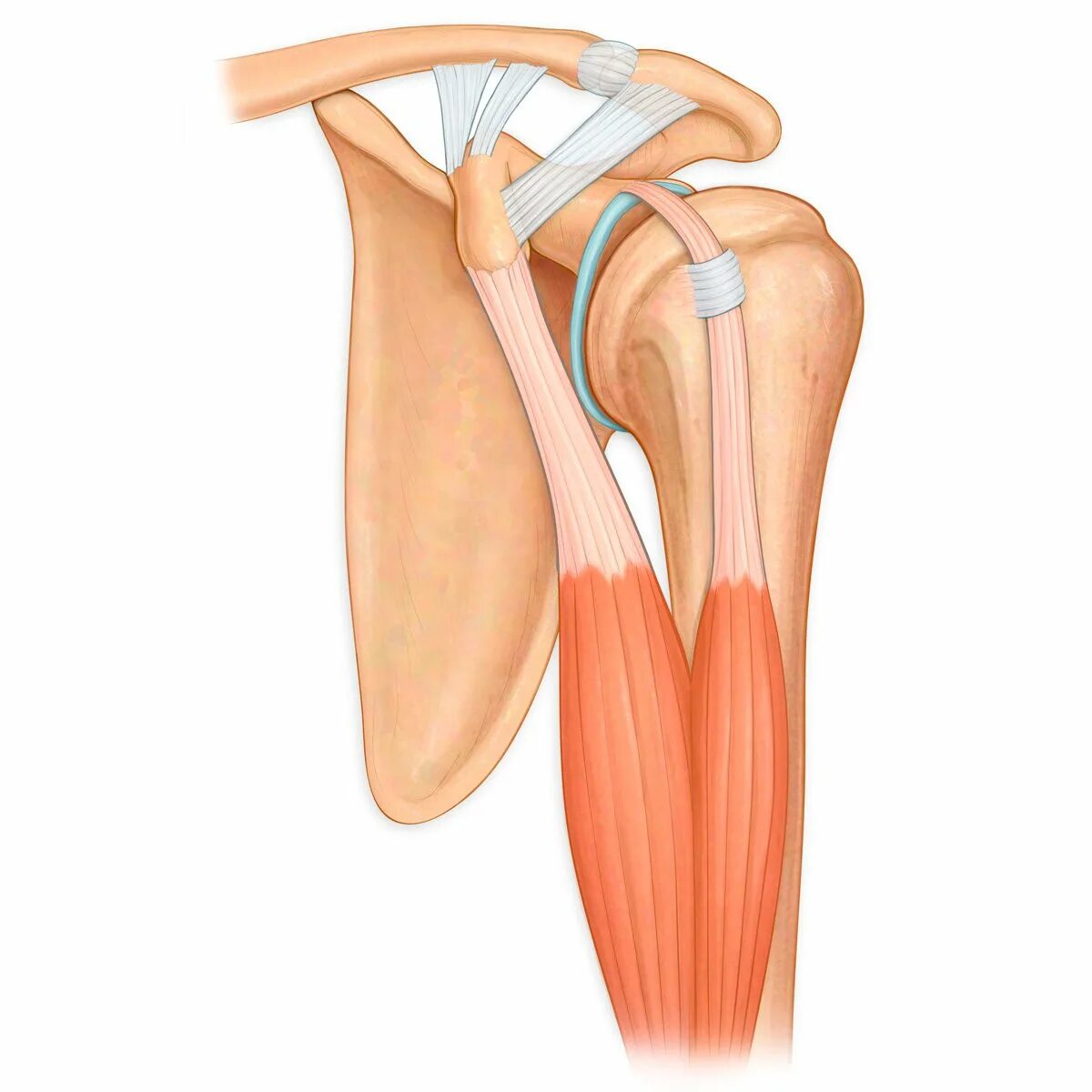 Biceps brachii мышца. Бицепс анатомия тендинит. Сухожилие двуглавой мышцы плеча. Сухожилие двуглавой мышцы плеча крепление.