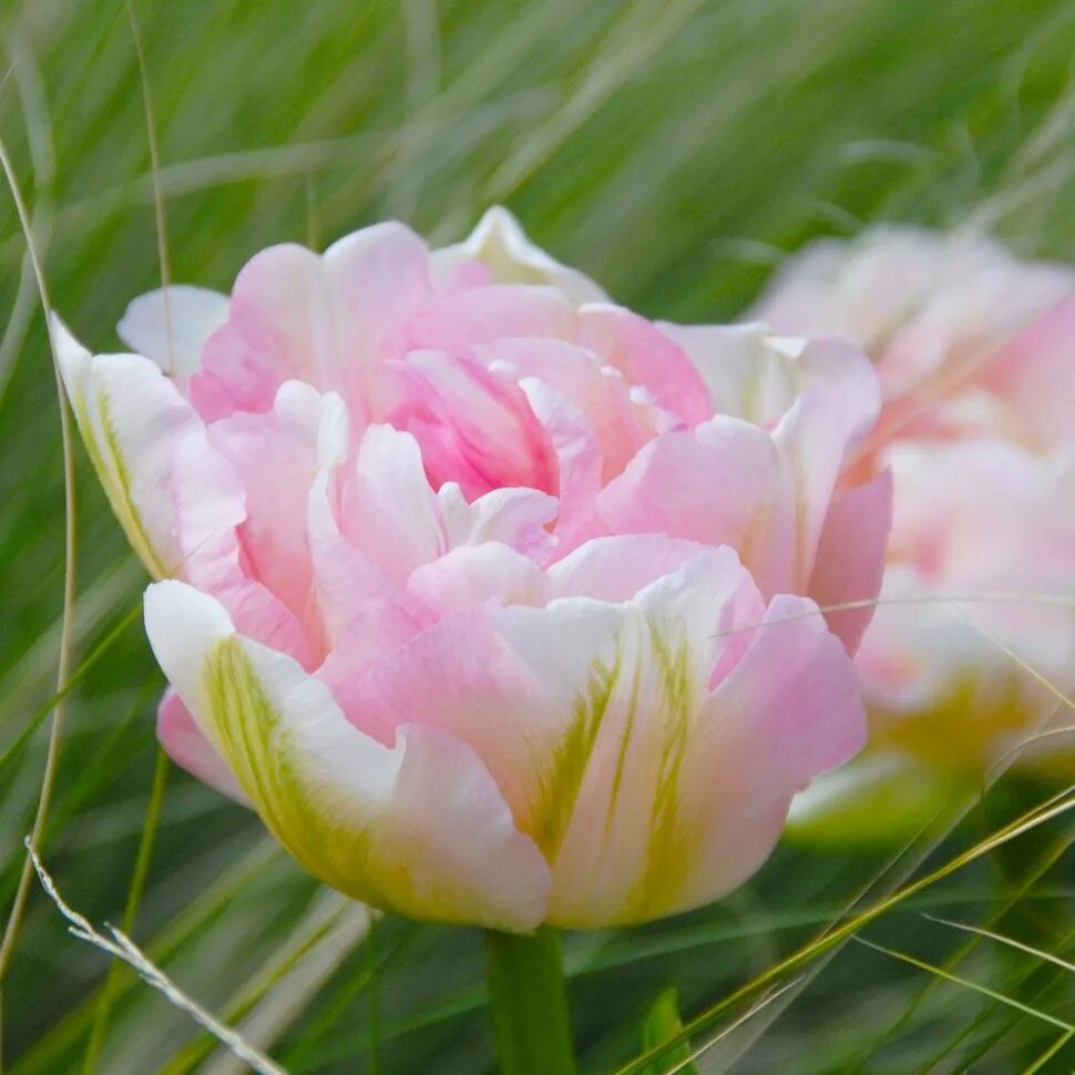 Is not a rose is a tulip