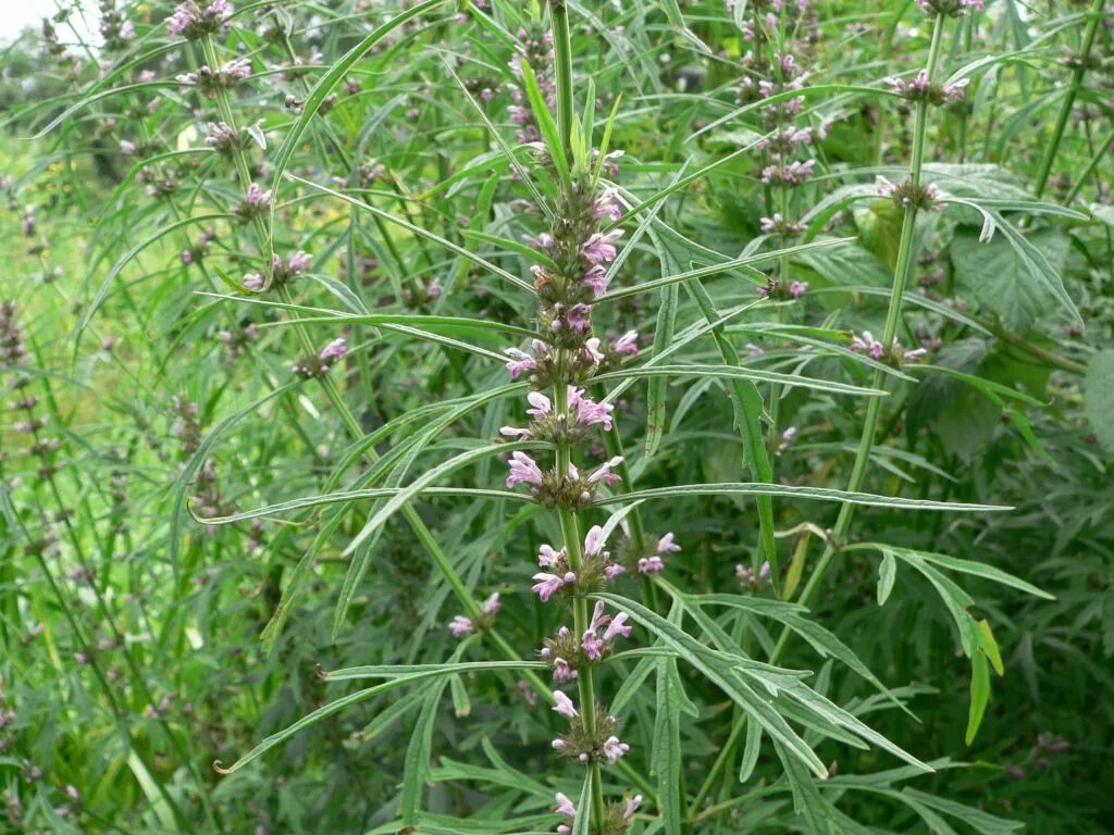 Leonurus quinquelobatus. пустырник пятилопастный. пустырник – leonurus cardiacus. пустырник мохнатый. пустырник пятилопастный.