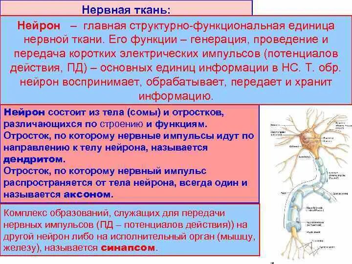 Какова роль нервной системы. Функции нейронов в нервной ткани. Функции нервной ткани 7 класс биология. Нервная система строение нейрона. Нервная ткань строение и функции нейрона.