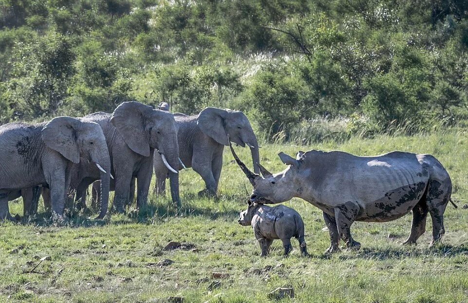 Стадо Носорогов. Стадо слонов. Носорог в Африке. Слоны и носороги. Elephant rhino