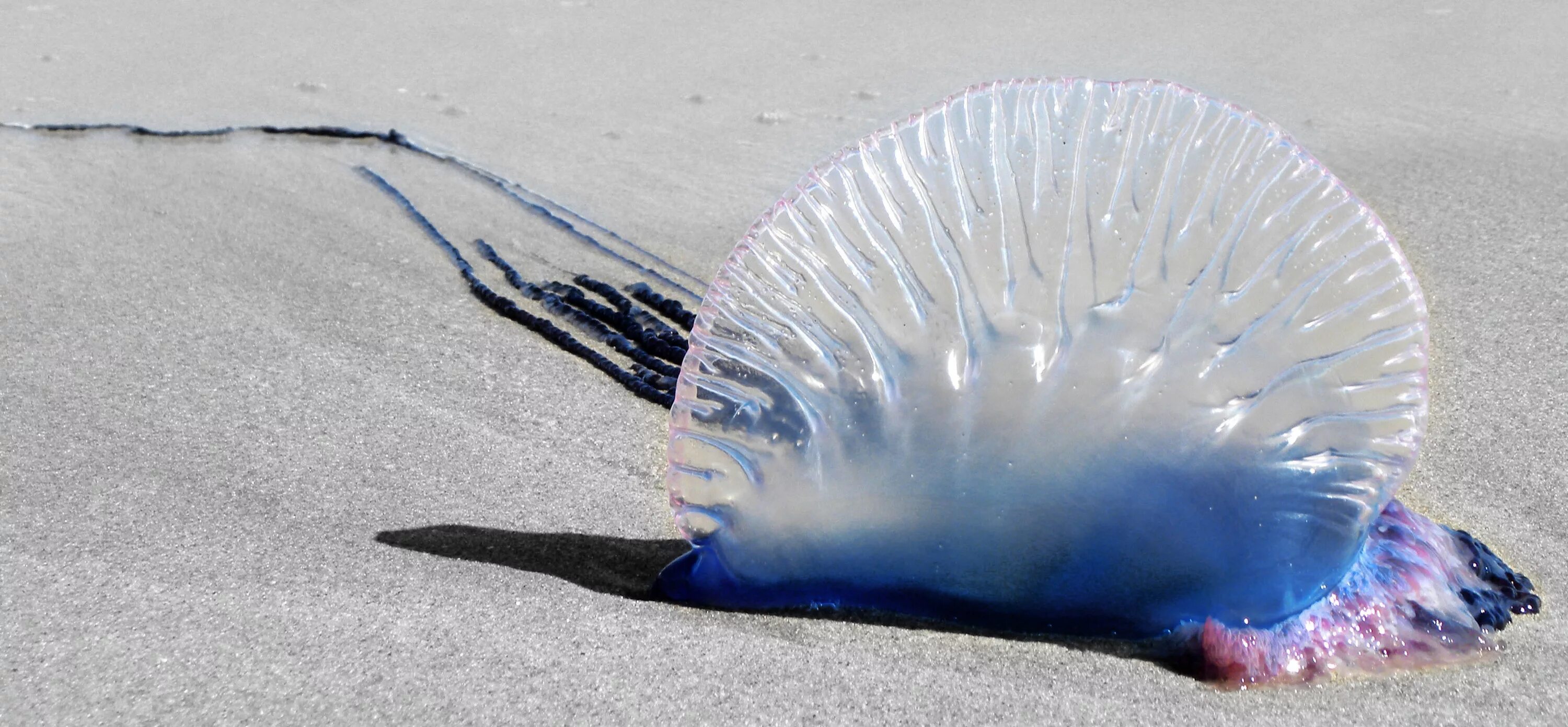 Испанский кораблик. Физалия медуза. Физалия медуза. Португальский кораблик медуза. Физалия медуза.