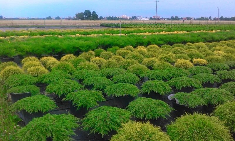 Сайт питомника растений. Армавирский питомник хвойных растений. Грин плант питомник растений. Выращивание декоративных растений. Питомник растений щапово.