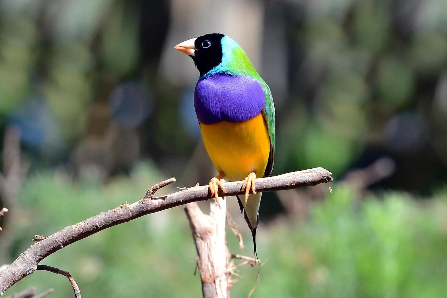 Fin h. Gouldian. gouldian finch. finch animal. gouldian blue.