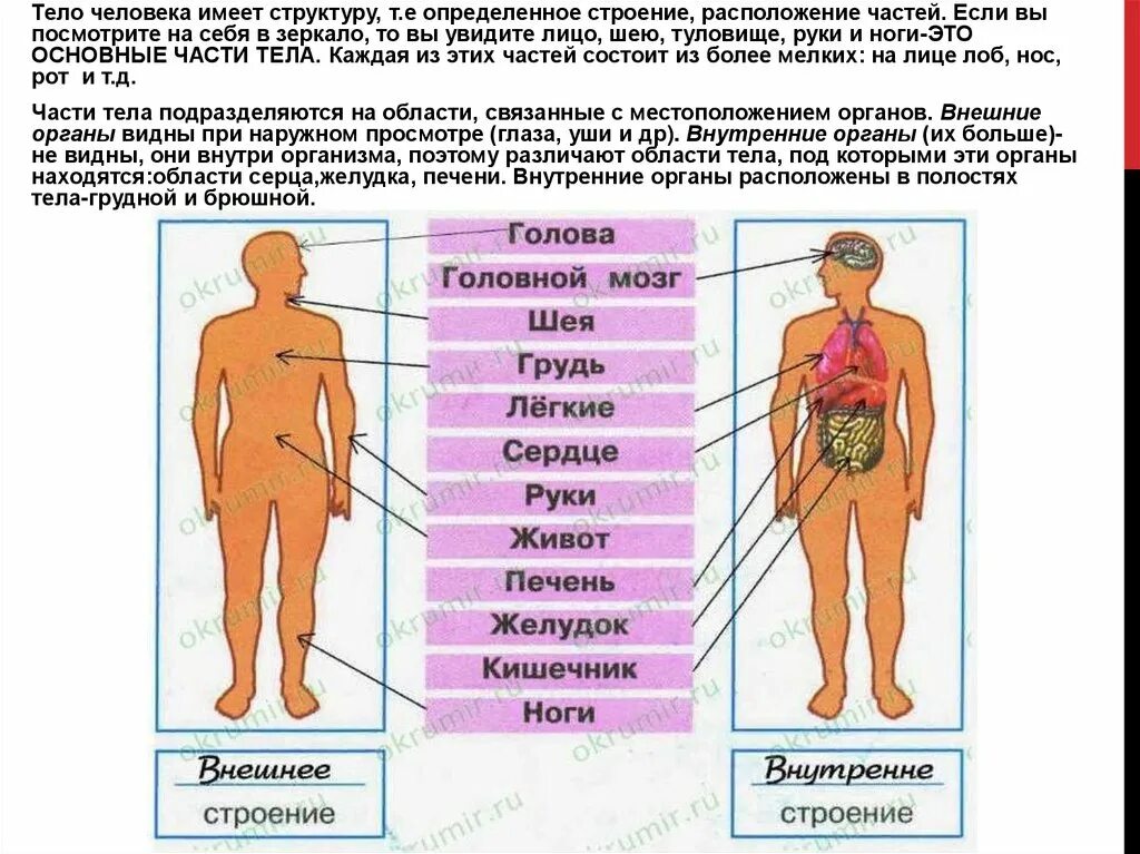 Строение тела человека. Название органов человека. Части тела человека организм. Внешние и внутренние органы человека.