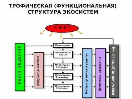 Функциональная экосистема