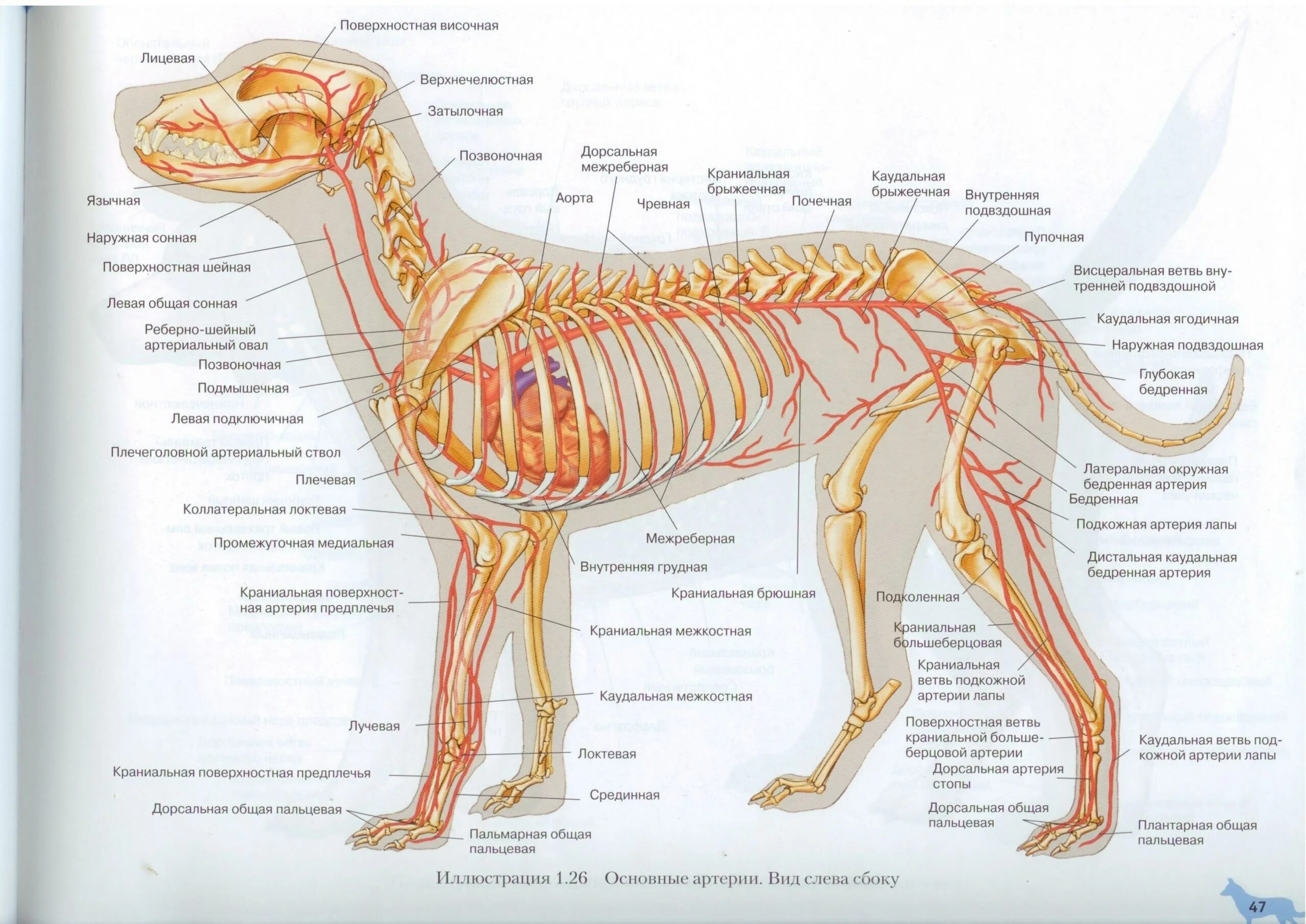 Нервная система собаки анатомия. Яремная Вена у собак анатомия. Анатомия собаки Ветеринария атлас. Нервная система собаки схема анатомия. Сердце собаки расположено