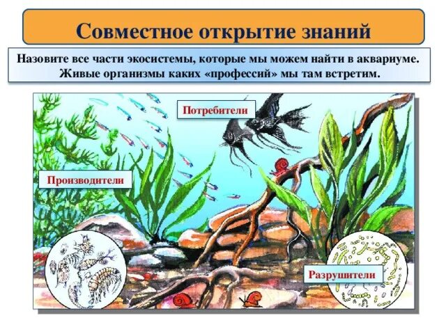 Экосистема аквариума. Аквариум искусственная экосистема. Экосистема аквариума рисунок. Искусственное сообщество аквариум. Аквариум как модель экосистемы практическая работа 2