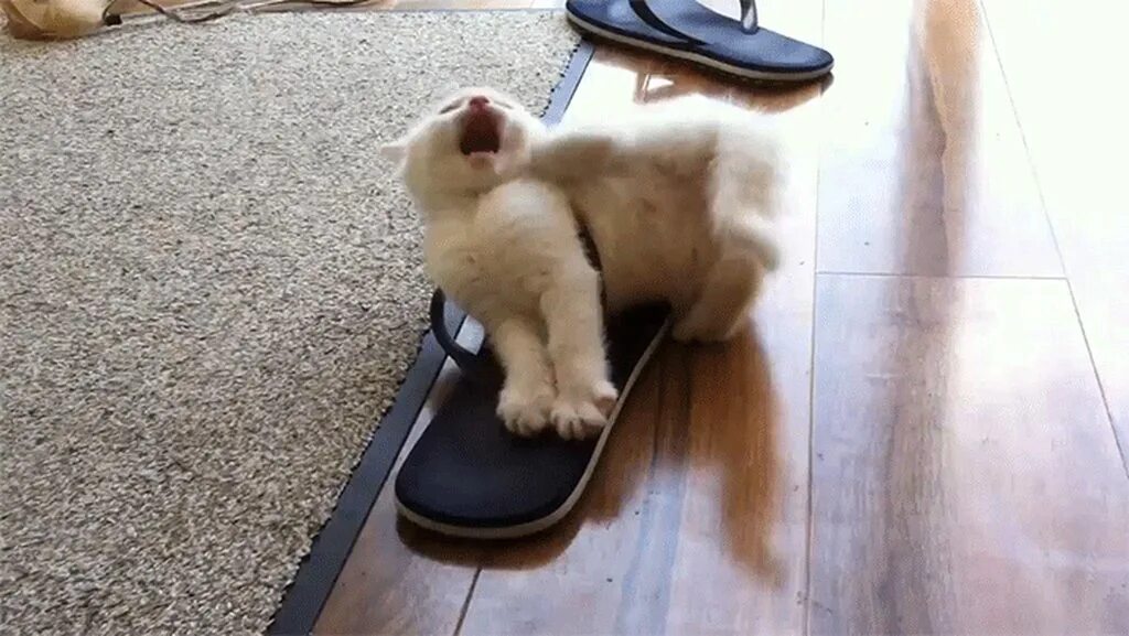 His Holiness The Pope: Pets With Crocs Hats - I Can Has Cheezburger? Cute baby c