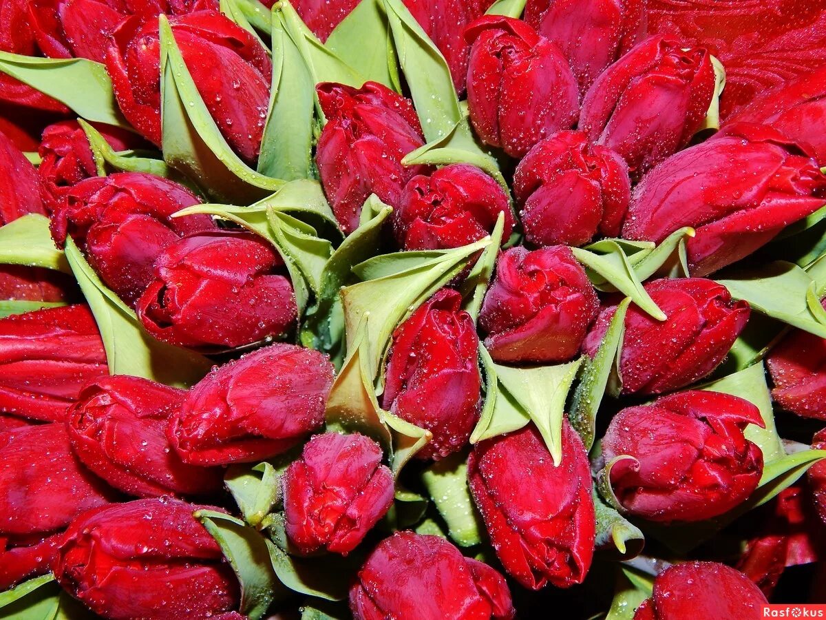 Тюльпан зурел. Алые тюльпаны. Тюльпаны. Красные тюльпаны. Тюльпаны растут.