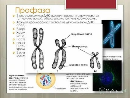 Сколько молекул днк содержит двуядерный кардиомиоцит
