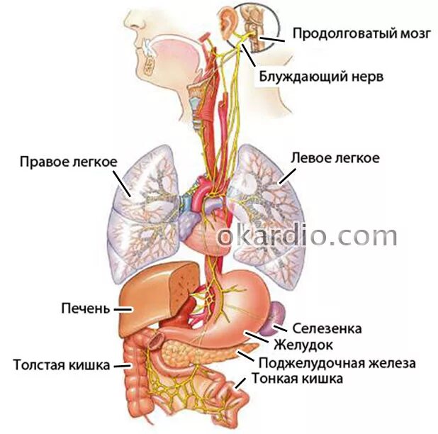 Блуждающий нерв. Где располагается блуждающий нерв. Блуждающий нерв где находится. Воспаление блуждающего нерва.
