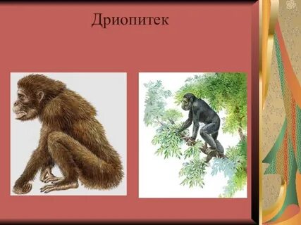 Особенности дриопитеков