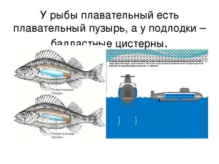 У кого есть плавательный пузырь
