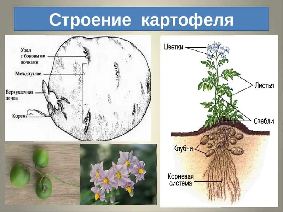 Клубни растений строение. Строение картофельного растения. Картофель. Строение растения клубней.. Строение корнеплода картофеля.