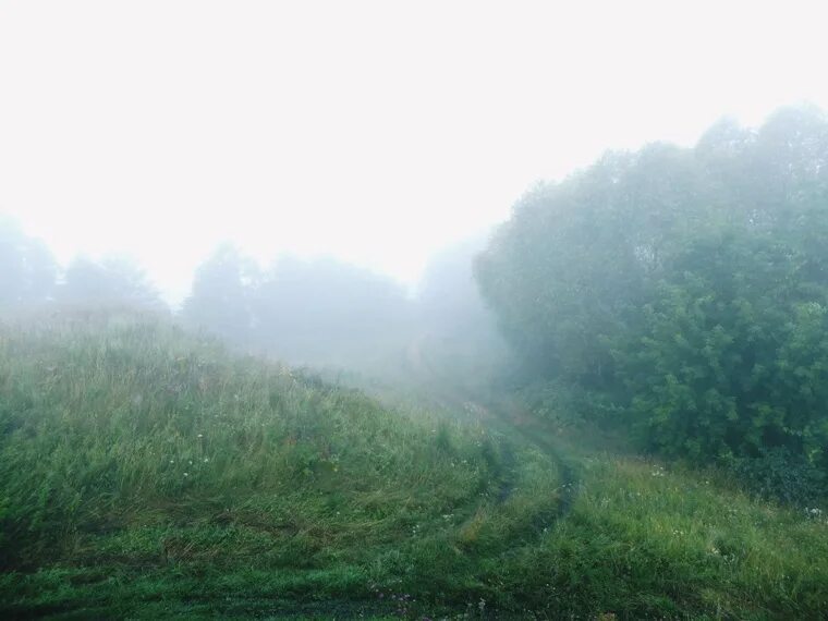 Осенний овраг. Коломенское зеленый туман. Эстетика леса в тумане. Холмы в тумане. Туманный овраг.