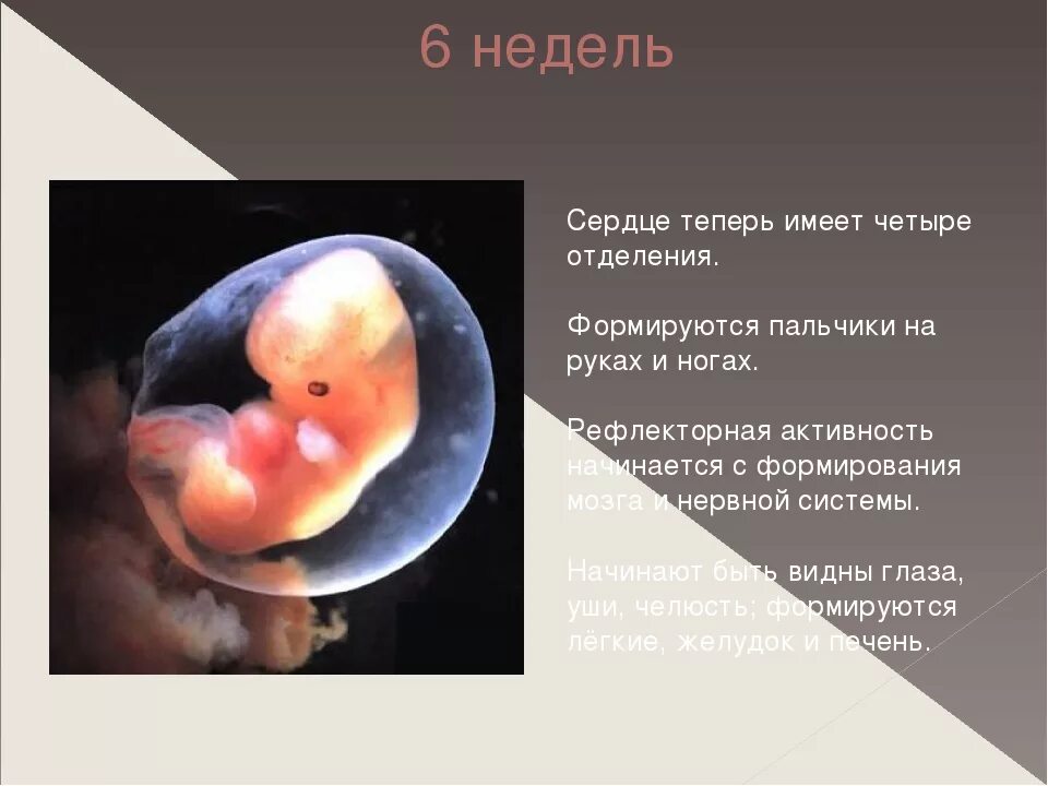 8 недель нет сердцебиения