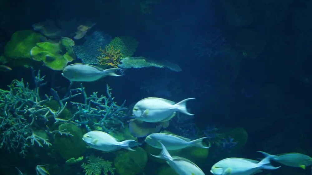 Морская биомасса. Водоросли келп ламинариевые. Мировой океан. Морская биомасса. Диаграмма соотношения биомассы растений и животных в океане.