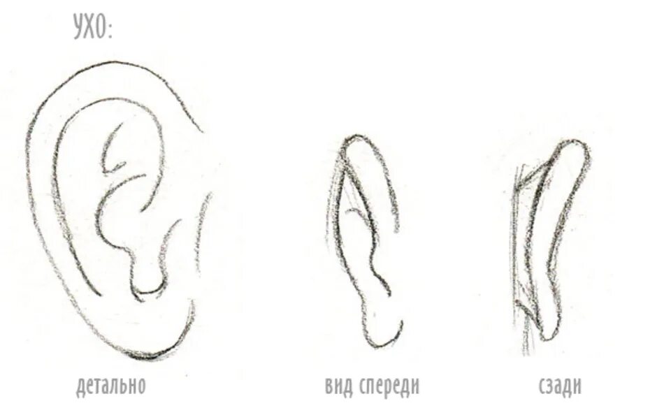 Ухо карандашом для начинающих. Поэтапный рисунок ухо. Как рисовать уши поэтапно. Ухо рисунок карандашом поэтапно для начинающих. Уха поэтапно