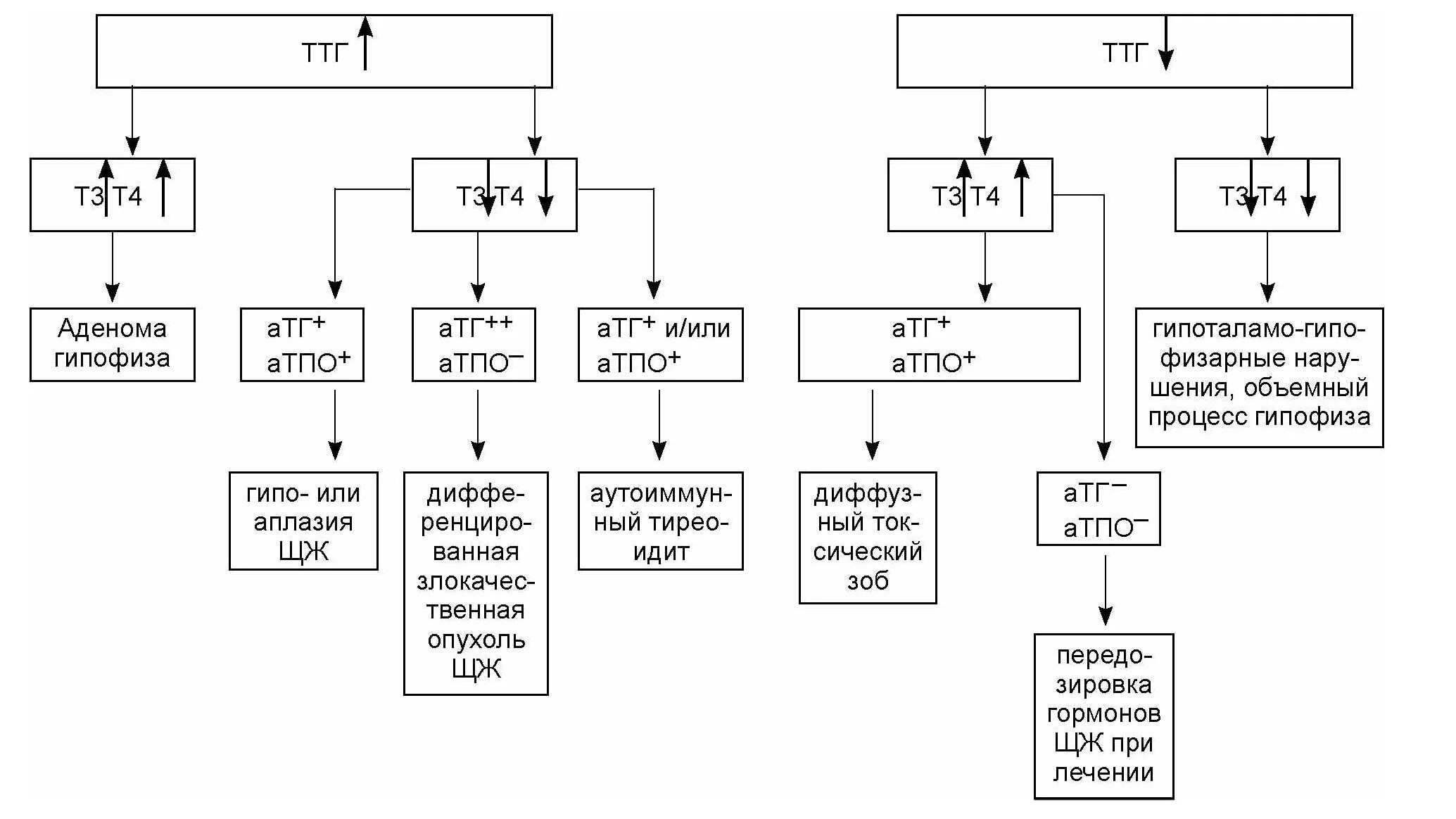 Ттг в норме ат ттг повышен. ТТГ понижен , т4, т3 понижен. ТТГ повышен т3 и т4. Показатели т3 т4 ТТГ. Повышение т3 свободного при нормальном ТТГ И т4.