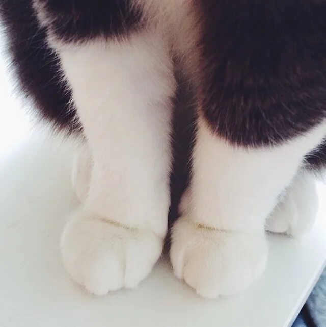 Что значит кот лапы